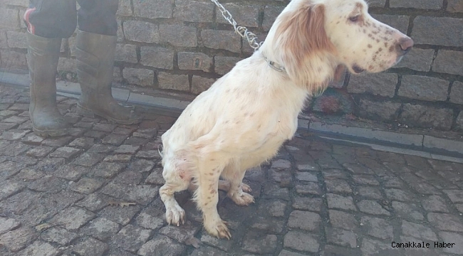 Yaralı köpekler sağlıklarına kavuştu