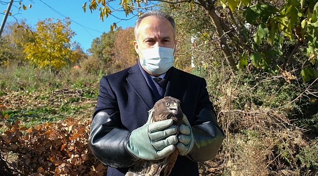 Yaralı şahin tabiata bırakıldı