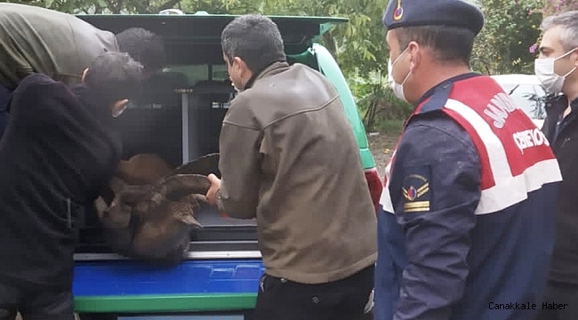 Yaralı yaban keçisi tedaviye alındı