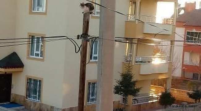 Yaramaz kedi başına gelenlerle gülümsetti