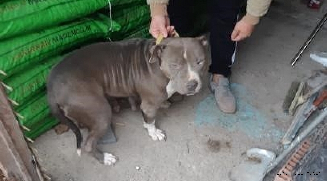 Yasaklı ırk köpekleri satarken yakalandı, 38 bin 252 lira ceza yedi