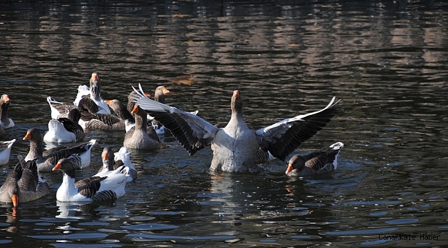 Yasakta Porsuk Çayı'nın keyfini kazlar çıkardı