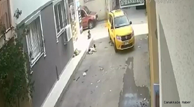Yavru köpeği ezdi, arkasına bile bakmadı
