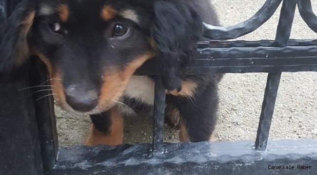 Yavru köpeğin yaramazlığı başına iş açtı