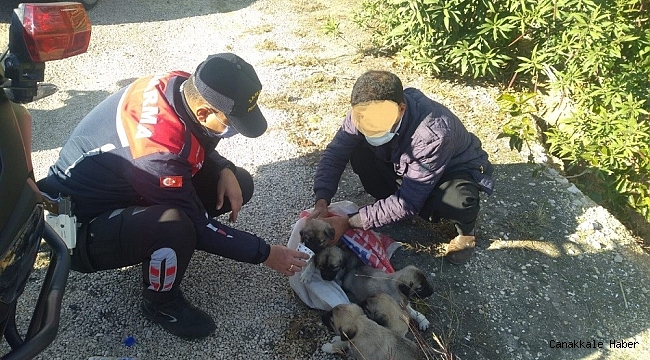 Yavru köpekleri çuvalla dereye atarken yakalandılar