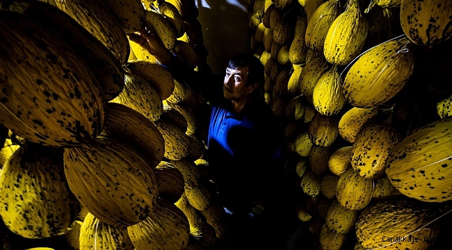 Yazlık kavunlar kışlık sofraları süslüyor