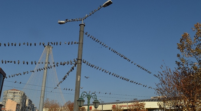 Yerde yem bulamayan güvercinler tellere dizildi