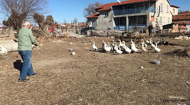 Yetiştirdiği kazlar adeta kapışılıyor