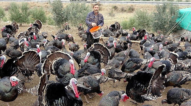 Yılbaşı hindileri el yakıyor
