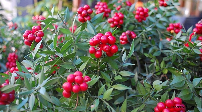 Yılbaşının şans çiçeği: Kokina