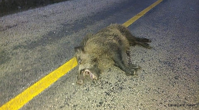 Yola çıkan domuza araba çarptı