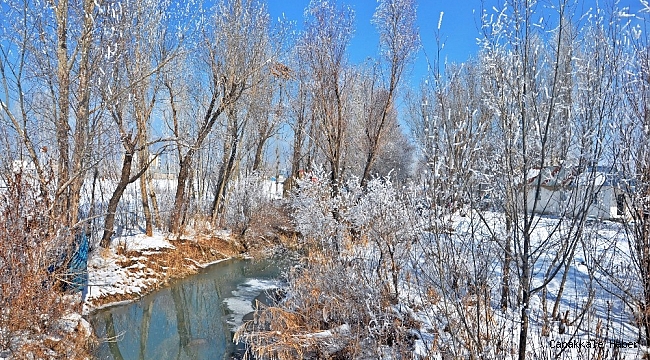 Yüksekova'da ağaçlar dondu