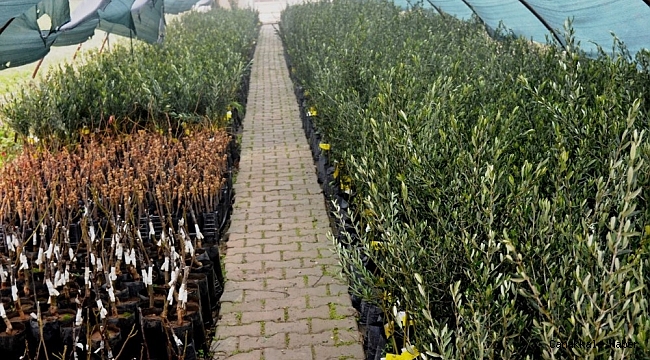 Yunusemre 2021 yılında da üreticilere fidan dağıtacak