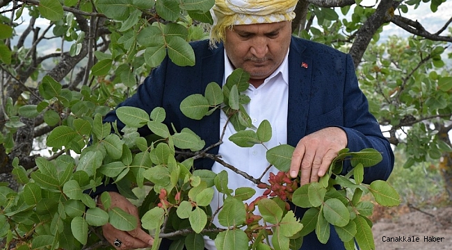 Yunusemre Belediyesi üreticiye 20 bin fidan dağıttı