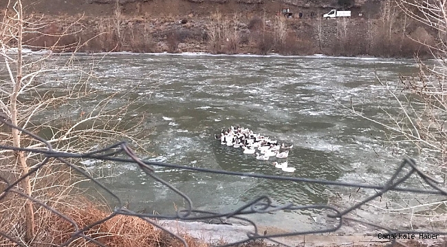 Yüzeyi donan gölde mahsur kalan kazlar için AFAD ekipleri seferber oldu