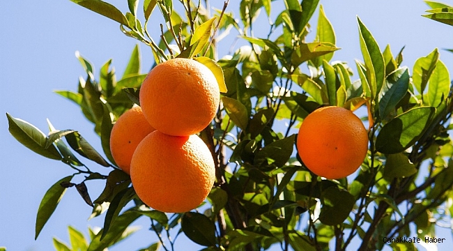 Zam şampiyonu Portakal oldu