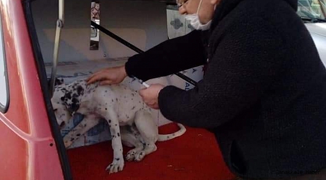 Zehirlenen köpeğin imdadına çocuklar yetişti