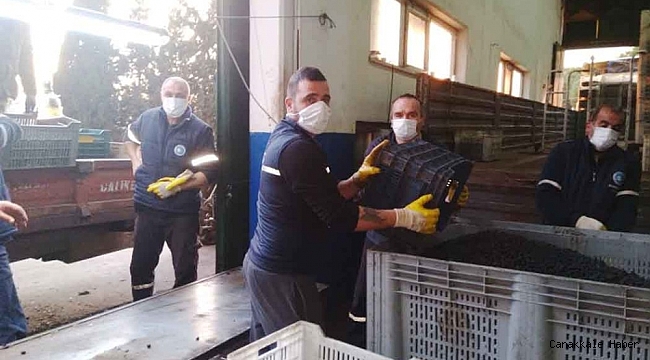 Zeytin rekolte tahmini tutmadı