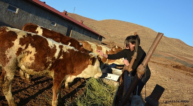 12 yaşındaki kız, biriktirdiği harçlıklarla 3 buzağı alıp çiftçiliğe atıldı