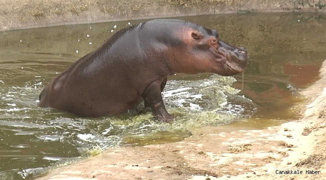 4.5 tonluk 3 dev su aygırı için eş aranıyor