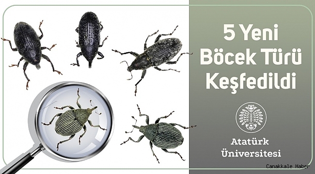 5 yeni böcek türü keşfedildi