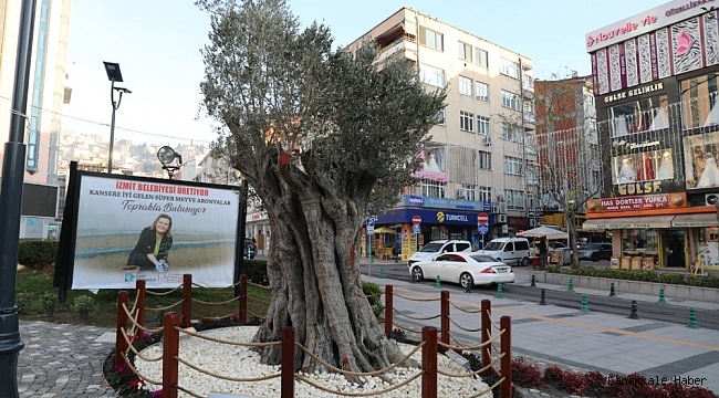 600 yıllık zeytin ağacı İzmit&#039;in yeni sembollerinden biri olacak