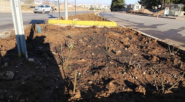 Adıyaman refüjlerinde güller açacak