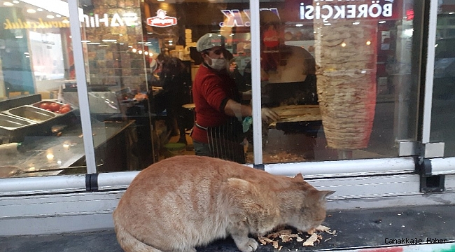 Ağrı'da karnı acıkan kedinin karnını döner ustası doyurdu