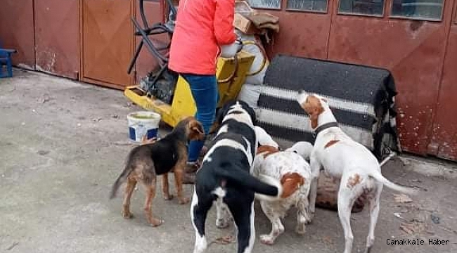 Akçakoca Belediyesinden sokak hayvanlarına mama desteği