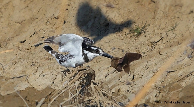 Alaca yalıçapkını yarasayı böyle avladı