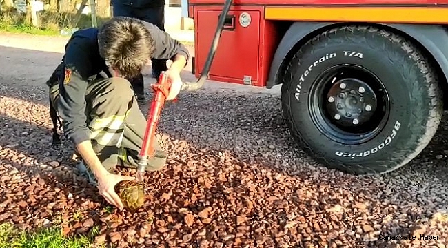 Alevler arasında kalan kaplumbağayı itfaiye kurtardı