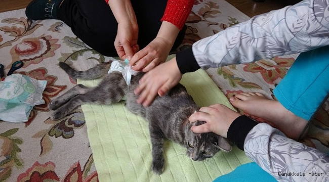 Altıncı kattan düşüp felç geçiren kediye çocukları gibi bakıyorlar