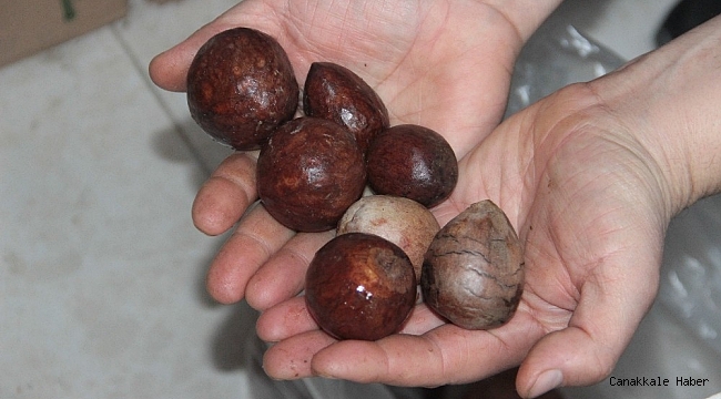 Antalya&#039;da &quot;Avokado çekirdeğini getir, istediğini götür&quot; kampanyası