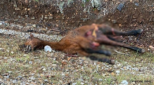 Atla çarpışan araç hurdaya döndü