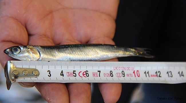 Balıkçılar hamsinin neslinin tükenmemesi için çağrıda bulundu: