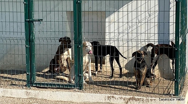 Başıboş köpeklerin Aksu'ya bırakıldığı iddiası