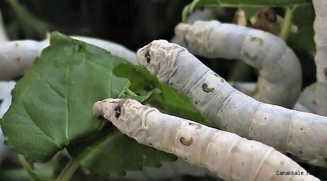 Bilecik'te ipek kozasının yüzde 70'ini İnhisar üretiyor