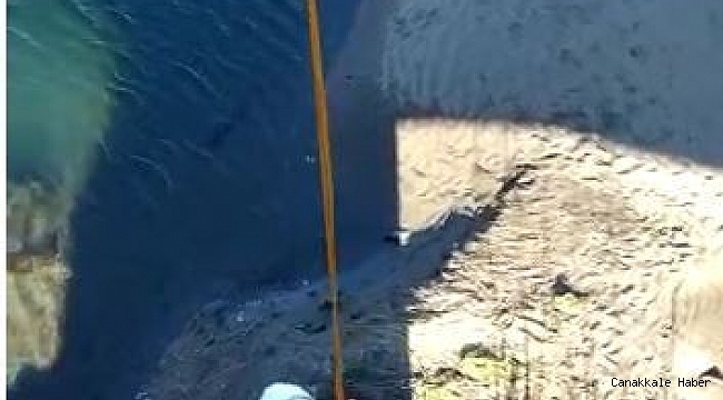 Bitkin haldeki kuğu ve ırmağa düşen köpek kurtarıldı