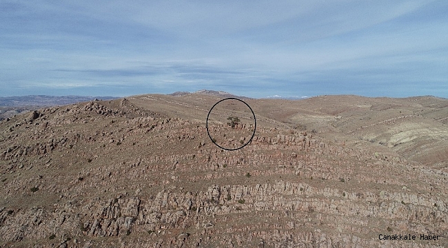 Bozkırın ortasında tek, görenlerin dikkatini çekiyor