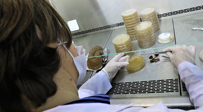 Bu mantar altından pahalı