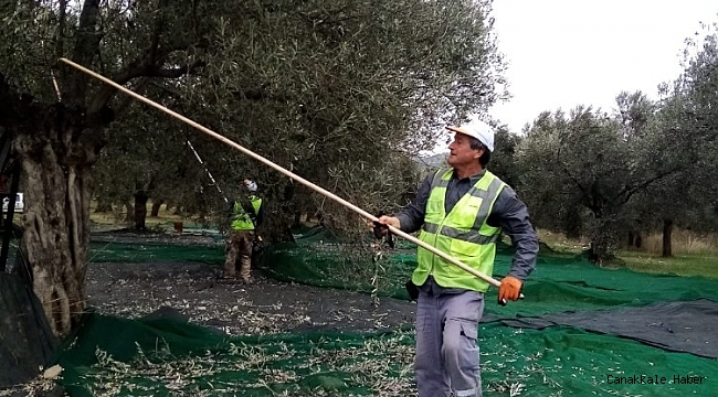 Burhaniye Belediyesi&#039;nde zeytin hasadı tamamlandı