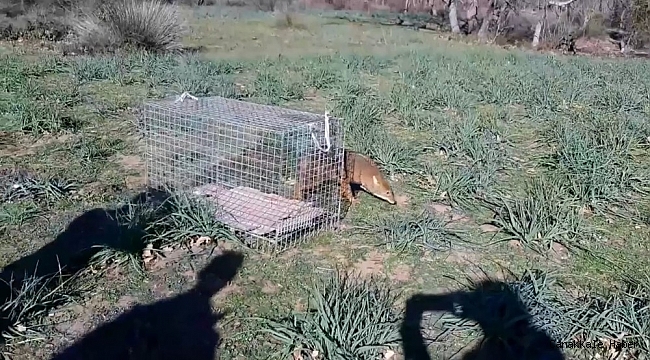Bursa'da araç çarpan çakal tedavisinin ardından tabiata salındı