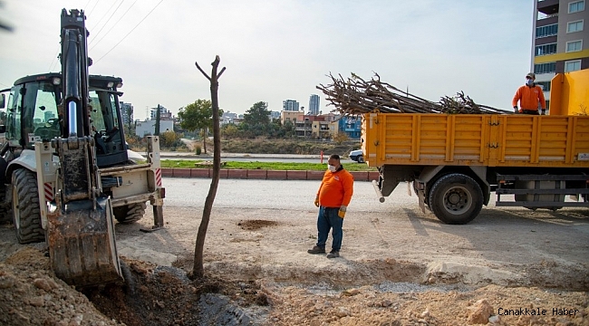 Büyükşehir Belediyesi, 26. Caddedeki ağaçları koruma altına aldı