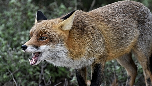 Çanakkale Şehitliklerinde bir tilki