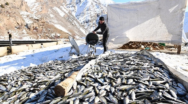 Çatak&#039;da oksijensiz kalan 12 ton alabalık telef oldu