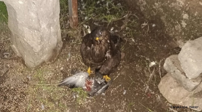 Eğitilebilen kaya kartalı yaralı halde bulundu