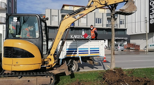 Egzoz gazından zarar gören ağaçlar yenileniyor