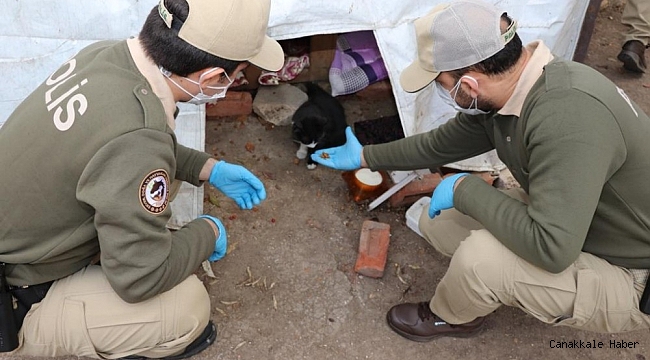 Emniyet kısıtlamada sokak hayvanlarını yalnız bırakmadı