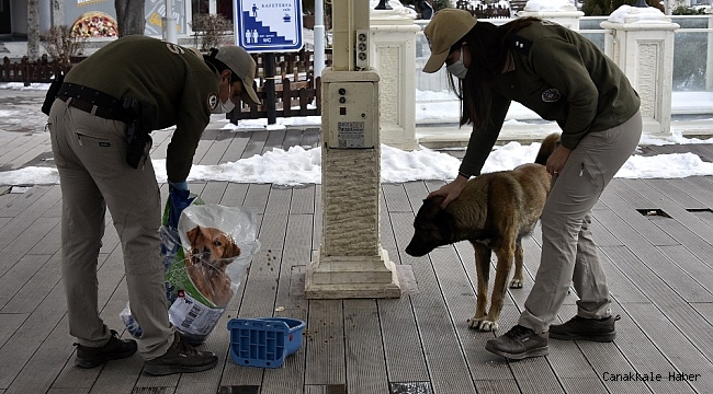 Gümüşhane'de sokak hayvanları kısıtlamada aç kalmayacak