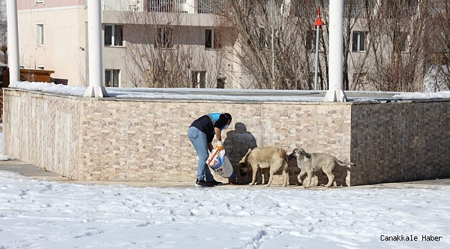 Gürpınar Belediyesi sokak hayvanlarını unutmadı